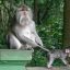 Alas Kedaton Monkey Forest and Sanctuary